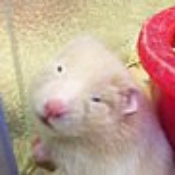 Pet Express - Pet Stores Near Me - Lynn, Massachusetts Pet Express - Pet Stores Near Me - Lynn, Massachusetts
