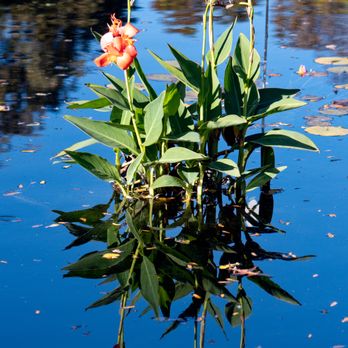 Brooklyn Botanic Garden - Canna lilies in the afternoon sun - Botanical Gardens Near Me - Brooklyn, New York Brooklyn Botanic Garden - Canna lilies in the afternoon sun - Botanical Gardens Near Me - Brooklyn, New York