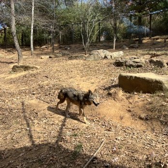WNC Nature Center - Gray wolf - Zoos Near Me - Asheville, North Carolina WNC Nature Center - Gray wolf - Zoos Near Me - Asheville, North Carolina