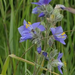 Beluga Slough Trail - Larkspur