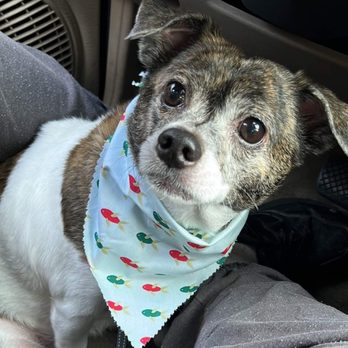 Emily’s pet Spa - Happy clean dog. Thanks to tech that came in for this. - Pet Groomers Near Me - Crisfield, Maryland Emily’s pet Spa - Happy clean dog. Thanks to tech that came in for this. - Pet Groomers Near Me - Crisfield, Maryland