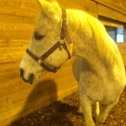 Riding With Amy Nelson - Picture of Taxi. What a sweet and gentle horse!!