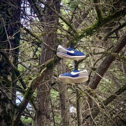 Westborough Park - Nike Cortez