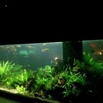 The Triple Door - fish tank =] - Asian Fusion Near Me - Seattle, Washington