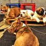 Photo of The Northwest Dog Trainer