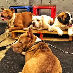 The Northwest Dog Trainer - Puppy training group class