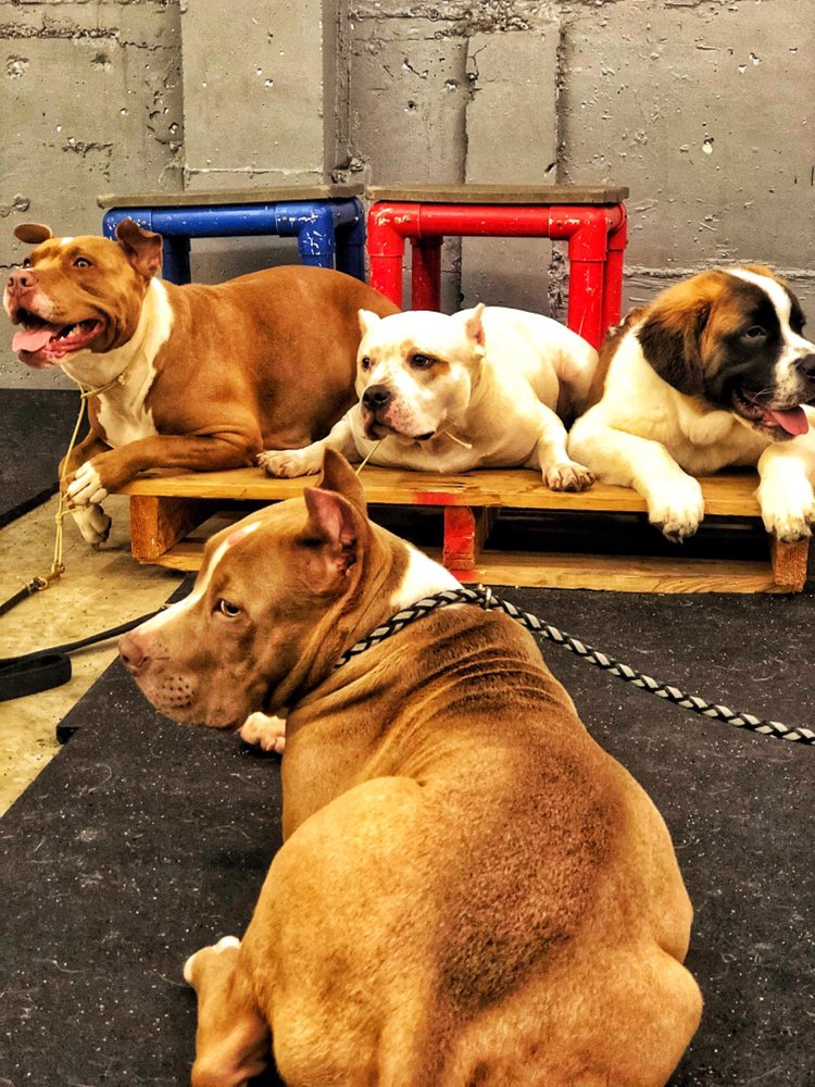 The Northwest Dog Trainer - pet boarding facility in Seattle, WA