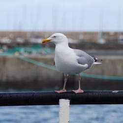 Howth Pier