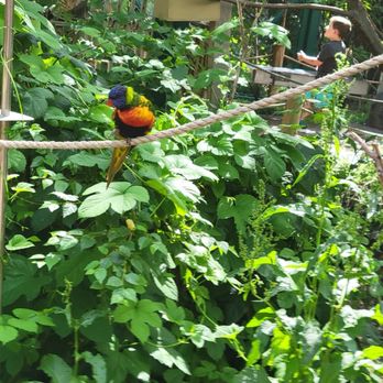 Denver Zoo - The type of bird that bit me. - Zoos Near Me - Denver, Colorado Denver Zoo - The type of bird that bit me. - Zoos Near Me - Denver, Colorado