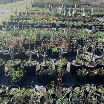 Lemuria Nursery - Nurseries & Gardening Near Me - Dixon, California Lemuria Nursery - Nurseries & Gardening Near Me - Dixon, California