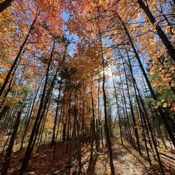 Seaquist Orchards Farm Market - Wooded area to walk through just outside