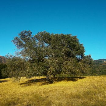 Coyote Lake Harvey Bear Ranch County Park - Hiking Near Me - Gilroy, California