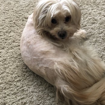 Miami's Pet Grooming - My poor baby - Pet Groomers Near Me - Miami, Florida Miami's Pet Grooming - My poor baby - Pet Groomers Near Me - Miami, Florida