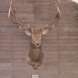 Elks Lodge Bpoe No 1300