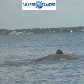 Calypso Kayaking - Calypso Kayaking - Rafting/Kayaking Near Me - Merritt Island, Florida