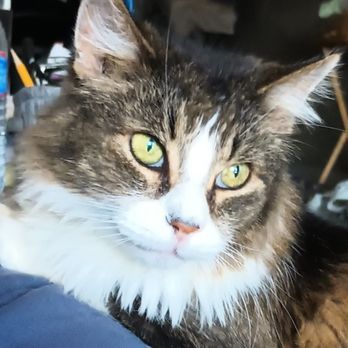 Urgent Pet Animal Hospital - Completely healed - Veterinarians Near Me - El Cerrito, California Urgent Pet Animal Hospital - Completely healed - Veterinarians Near Me - El Cerrito, California