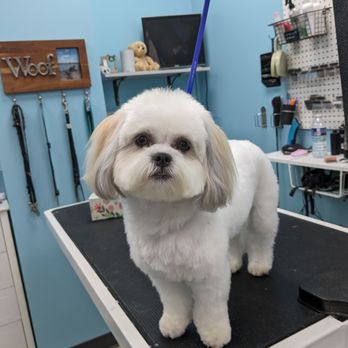 Guyton's Wizard Of Paws - Pet Groomers Near Me - Guyton, Georgia Guyton's Wizard Of Paws - Pet Groomers Near Me - Guyton, Georgia