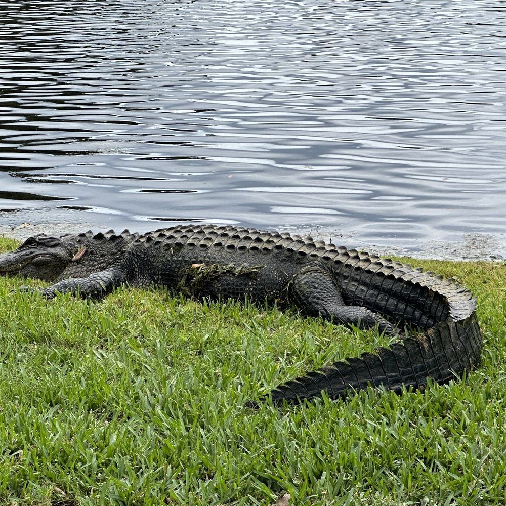 Drayton Hall - Alligator - Museums Near Me - Charleston, South Carolina Drayton Hall - Alligator - Museums Near Me - Charleston, South Carolina