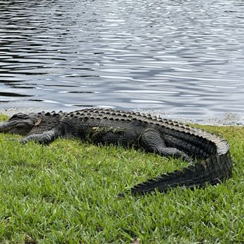Drayton Hall - Alligator - Museums Near Me - Charleston, South Carolina