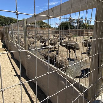 Ostrichland USA - Bath time - Attraction Farms Near Me - Solvang, California Ostrichland USA - Bath time - Attraction Farms Near Me - Solvang, California