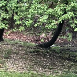 Joe Caruso Landscaping - Before