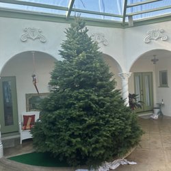 Mr Jingle's Christmas Trees - 12-13 foot tree for 2022 Christmas.  Delivered, setup, and ready for lights and decorations.