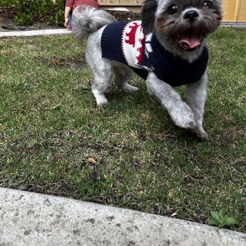 Tiny Paws Pet Sitting - Pet Boarding Near Me Tiny Paws Pet Sitting - Pet Boarding Near Me