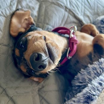 Karma Dog Training - Pet Training Near Me
