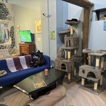 My Kitty Cafe - Interior - Pet Adoption Near Me - Guelph, Ontario My Kitty Cafe - Interior - Pet Adoption Near Me - Guelph, Ontario