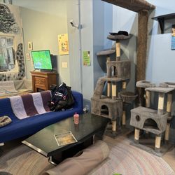 My Kitty Cafe - Interior