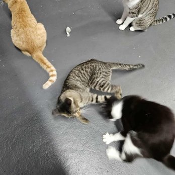 Tail Town - Pet Adoption Near Me - Pasadena, California