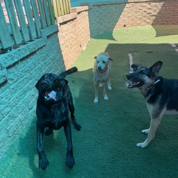 Advanced Veterinary Care - Veterinarians Near Me - Vestavia Hills, Alabama Advanced Veterinary Care - Veterinarians Near Me - Vestavia Hills, Alabama