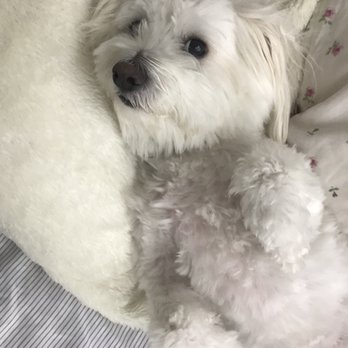 I Talk Dog - Ollie learning how to relax and be stress free! - Pet Training Near Me I Talk Dog - Ollie learning how to relax and be stress free! - Pet Training Near Me
