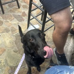 Dog friendly