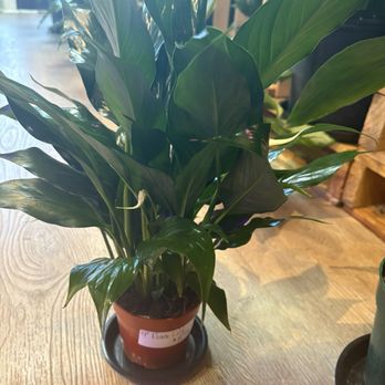Peace Lily - Peace Lily - the plant that I bought (on Thursday, 30 April 2026) - Nurseries & Gardening Near Me - Cleveland Heights, Ohio Peace Lily - Peace Lily - the plant that I bought (on Thursday, 30 April 2026) - Nurseries & Gardening Near Me - Cleveland Heights, Ohio
