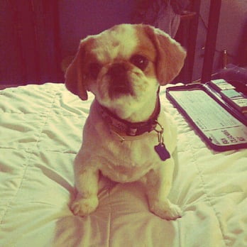 St Judes Mobile Pet Grooming - After - Pet Groomers Near Me St Judes Mobile Pet Grooming - After - Pet Groomers Near Me