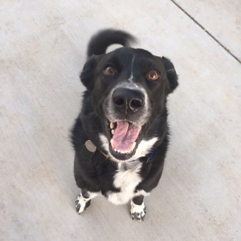 Petpals Petsitting - Pet Sitting Near Me Petpals Petsitting - Pet Sitting Near Me