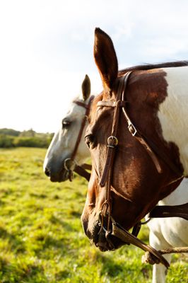 Princeville Ranch by null