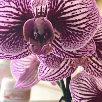 TS Skin Care - Lovely orchid - Skin Care Near Me - Orlando, Florida TS Skin Care - Lovely orchid - Skin Care Near Me - Orlando, Florida
