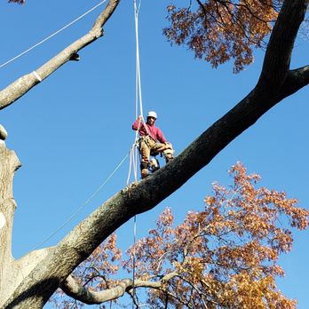Top Notch Tree Care and Landscaping - Tree Services Near Me Top Notch Tree Care and Landscaping - Tree Services Near Me