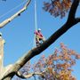Photo of Top Notch Tree Care and Landscaping