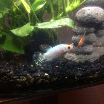 DD Fish-Pets - Local Fish Stores Near Me - Santa Ana, California DD Fish-Pets - Local Fish Stores Near Me - Santa Ana, California