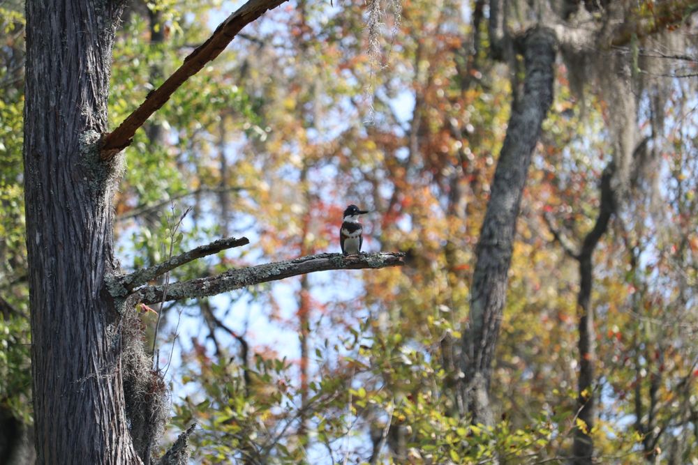 Black River Outdoors Logo