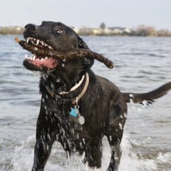 The Pet Bow-Tique - I Love the beach.
