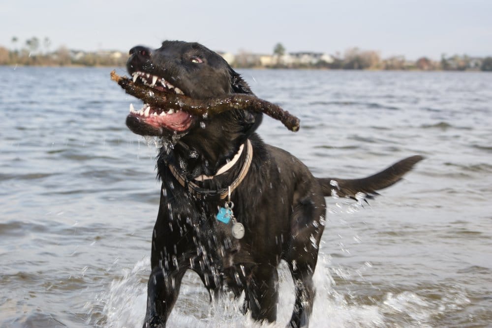 The Pet Bow-Tique - pet boarding facility in Oviedo, FL