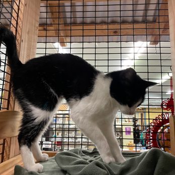 FieldHaven Marketplace - Friendly, loving kitten available for adoption - Thrift Stores Near Me - Lincoln, California FieldHaven Marketplace - Friendly, loving kitten available for adoption - Thrift Stores Near Me - Lincoln, California