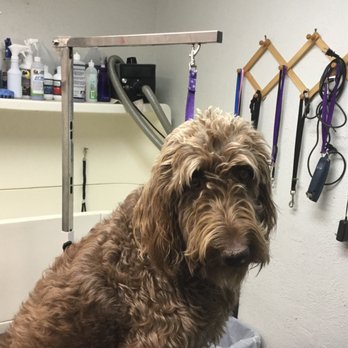 Bubble N Trouble Dog Grooming - Pet Groomers Near Me - Westminister, Colorado Bubble N Trouble Dog Grooming - Pet Groomers Near Me - Westminister, Colorado