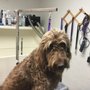 Photo of Bubble N Trouble Dog Grooming