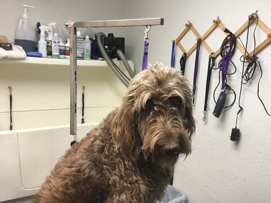 Bubble N Trouble Dog Grooming