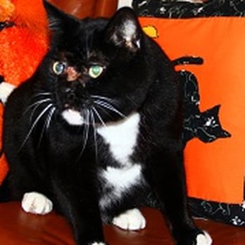 Coastal Cat Clinic - Spirit - Veterinarians Near Me - Pacifica, California